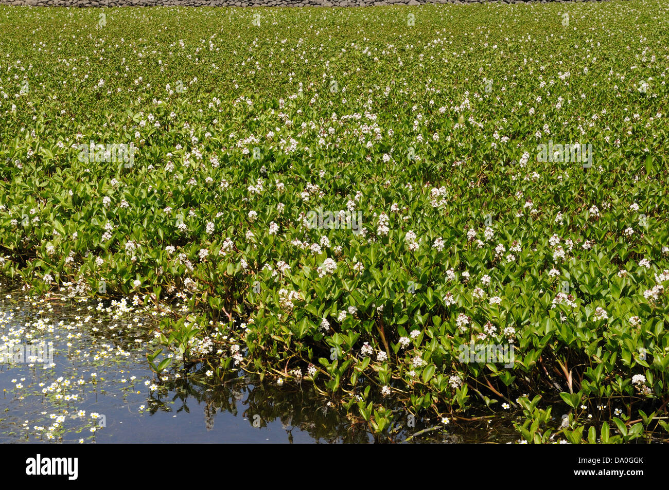 Bog Bean Beans  Menyanthes trifolata in flower `Llyn-y-Fydlyn Anglesey Wales Cymru UK GB Stock Photo